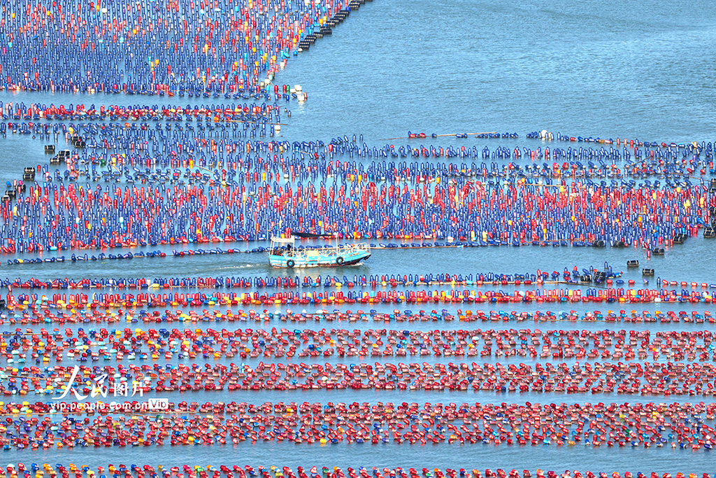 福建霞浦：海洋牧场养殖作业【3】