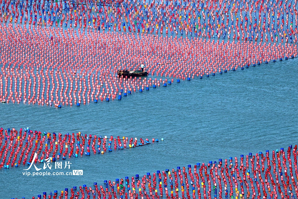 福建霞浦：海洋牧场养殖作业【5】