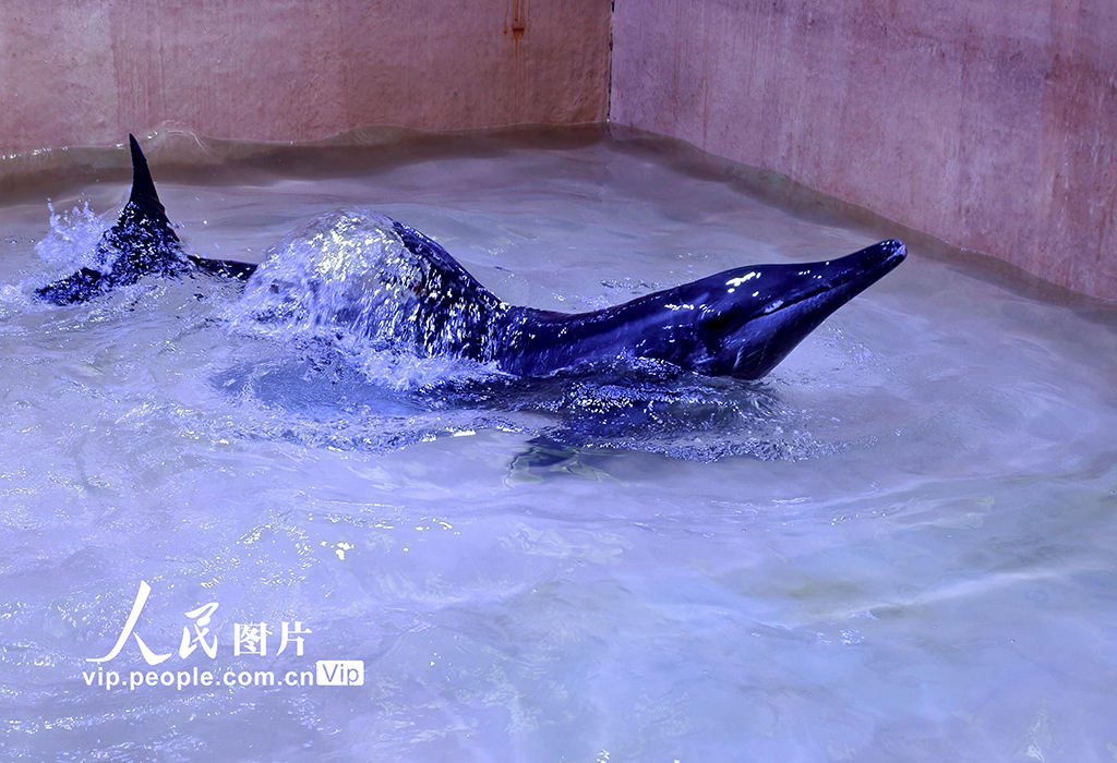 海南三亚：我国今年首头成功救助的搁浅糙齿海豚成功放归大海【4】