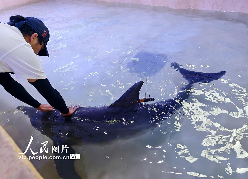 海南三亚：我国今年首头成功救助的搁浅糙齿海豚成功放归大海