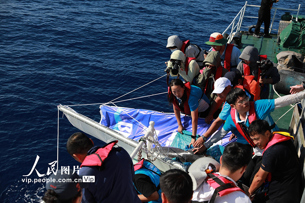 海南三亚：我国今年首头成功救助的搁浅糙齿海豚成功放归大海【10】