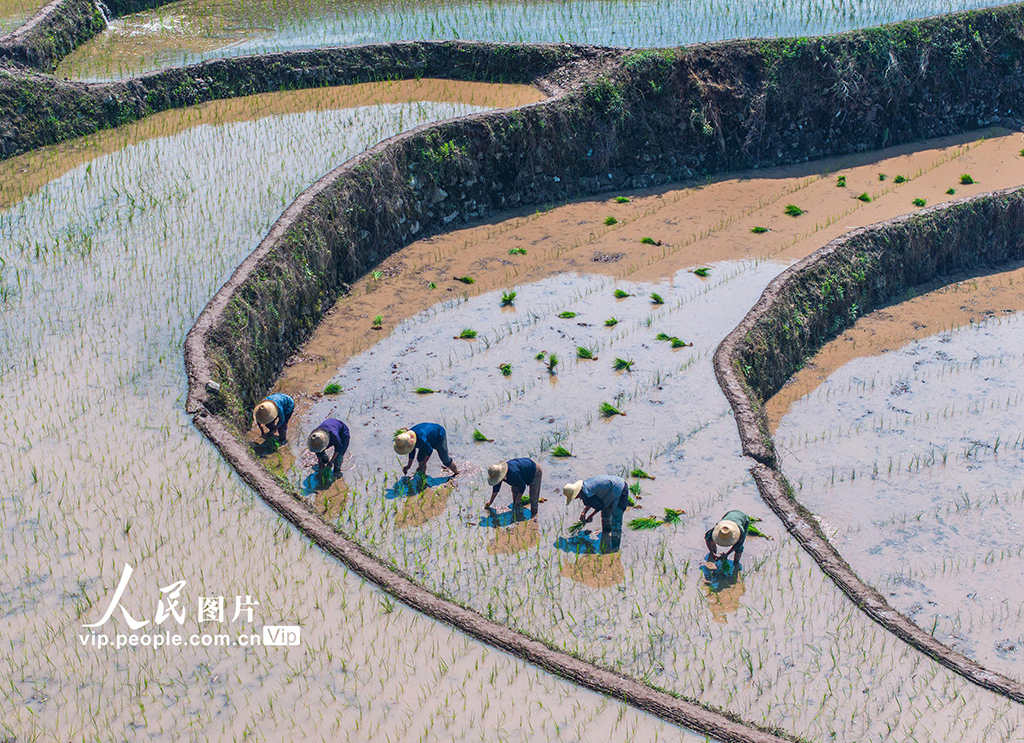 湖北秭归：稳定水稻生产 助力农民增收【3】