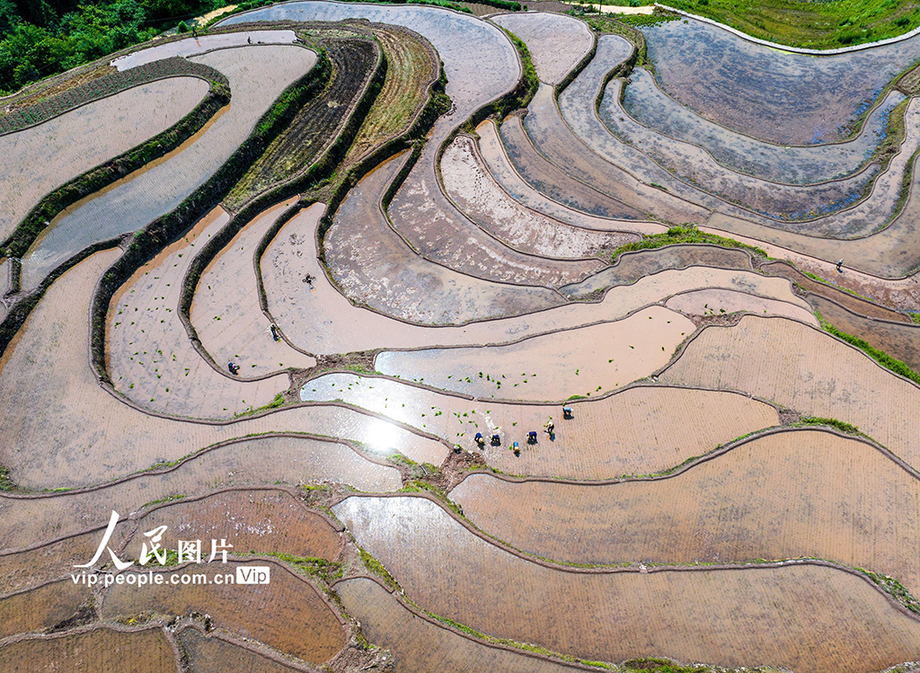 湖北秭归：稳定水稻生产 助力农民增收