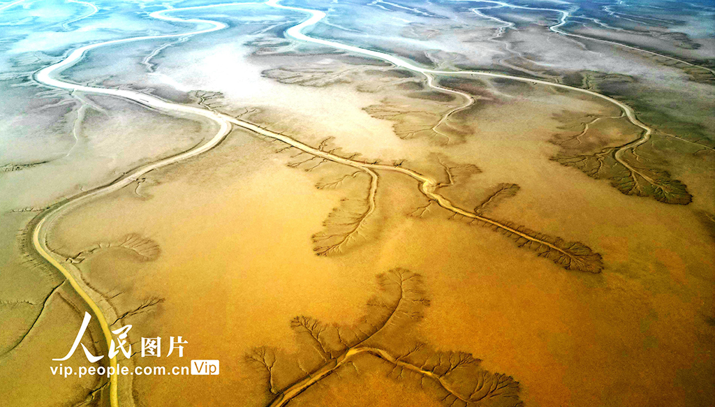 山东东营：生态湿地美如画【5】