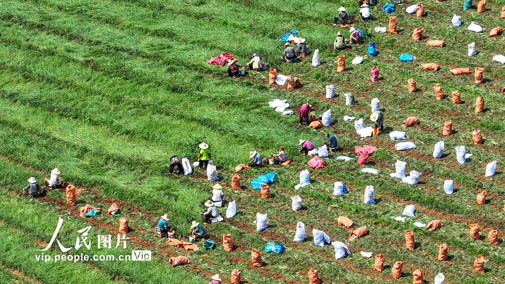 江西樟树：“小”藠头成增收致富“大”产业【5】