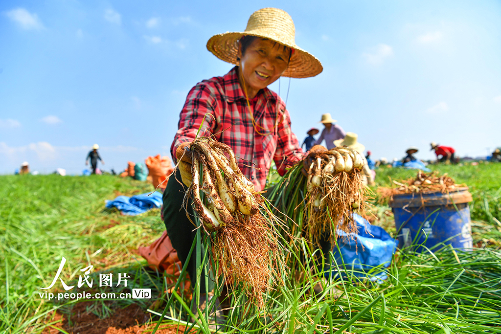 江西樟树：“小”藠头成增收致富“大”产业
