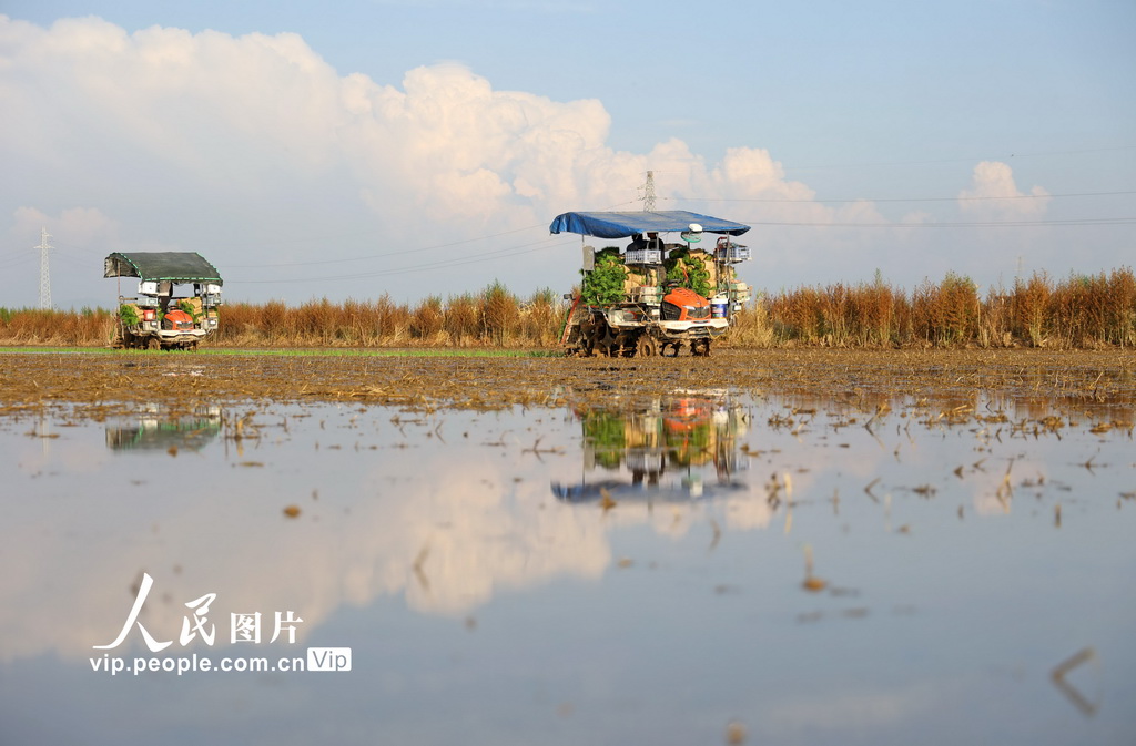 安徽宿松：田间插秧【5】