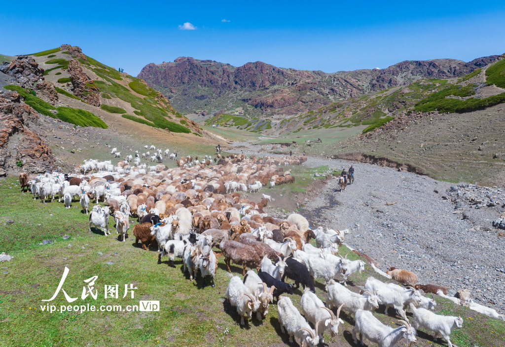 新疆昌吉：民警护航夏季转场
