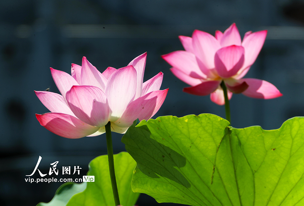 河南许昌：荷风莲韵满城芳