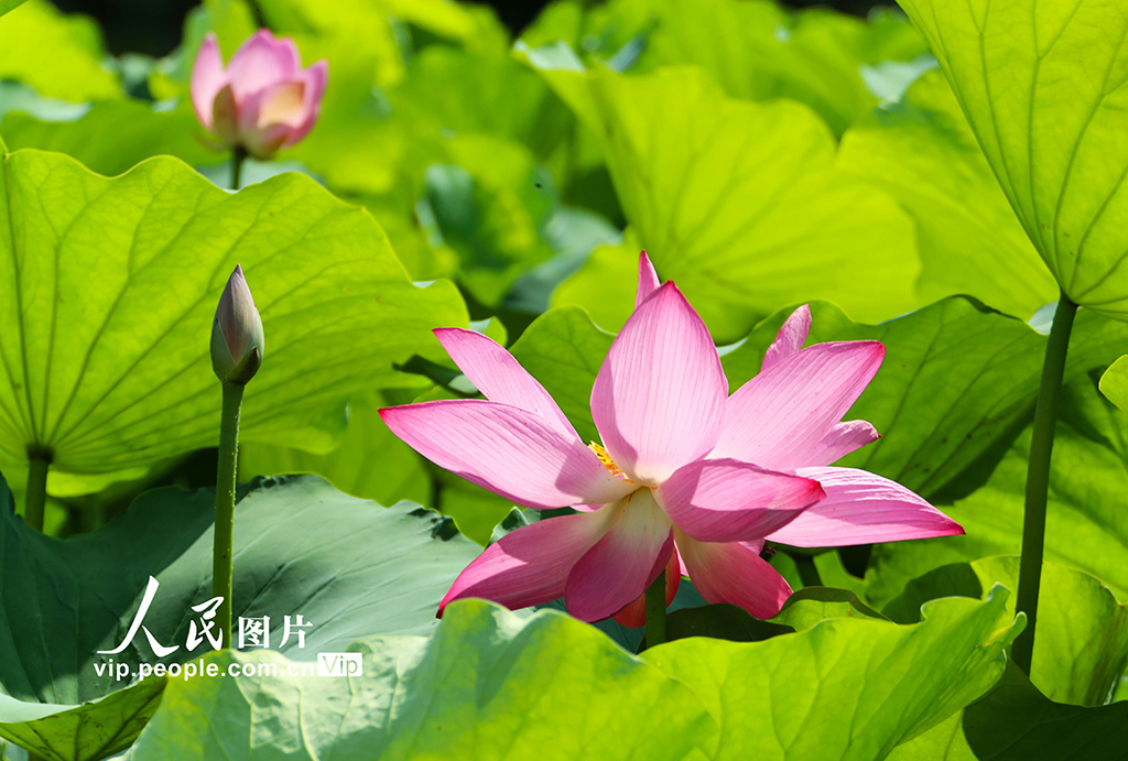 河南许昌：荷风莲韵满城芳【2】