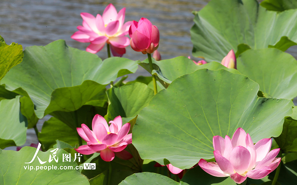 河南许昌：荷风莲韵满城芳【4】
