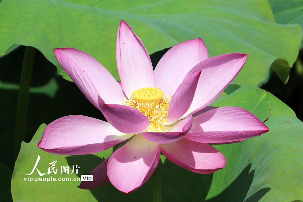 河南许昌：荷风莲韵满城芳【5】