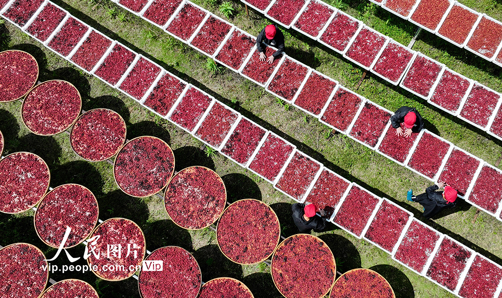 2025年6月17日,铜鼓县温泉镇铜乡汇乡村特产手工坊员工正在晒制杨梅干美食。