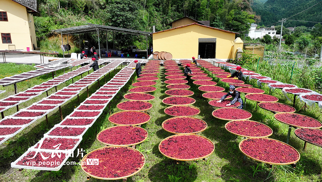 2025年6月17日,铜鼓县温泉镇铜乡汇乡村特产手工坊员工正在晒制杨梅干美食。