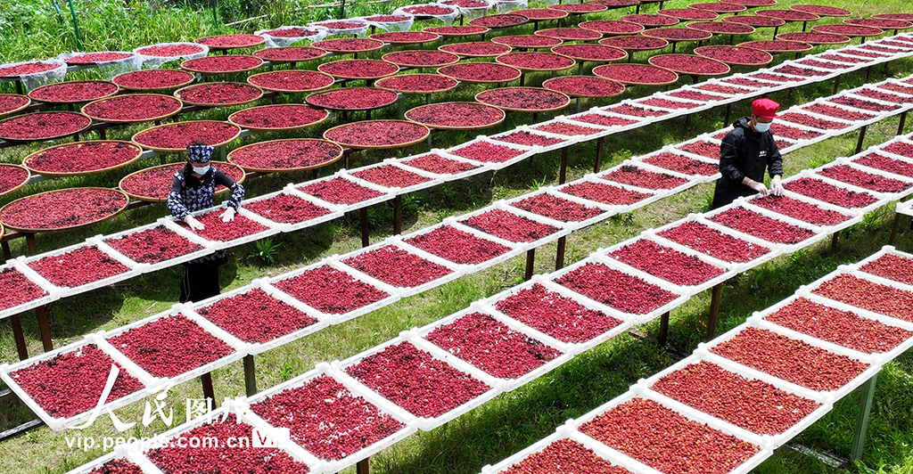 2025年6月17日,铜鼓县温泉镇铜乡汇乡村特产手工坊员工正在晒制杨梅干美食。