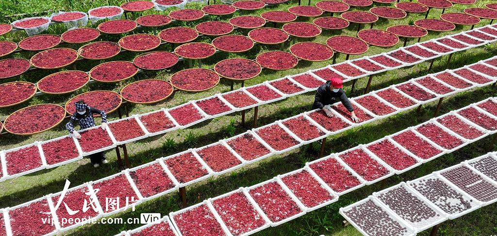 2025年6月17日，铜鼓县温泉镇铜乡汇乡村特产手工坊员工正在晒制杨梅干美食。