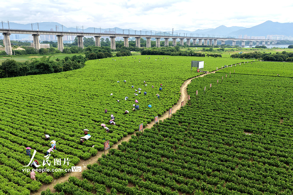 福建闽侯：采收茉莉花【3】