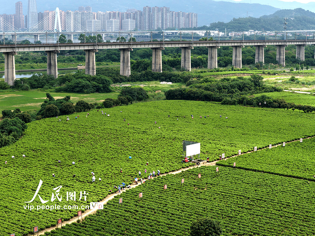 福建闽侯：采收茉莉花【4】