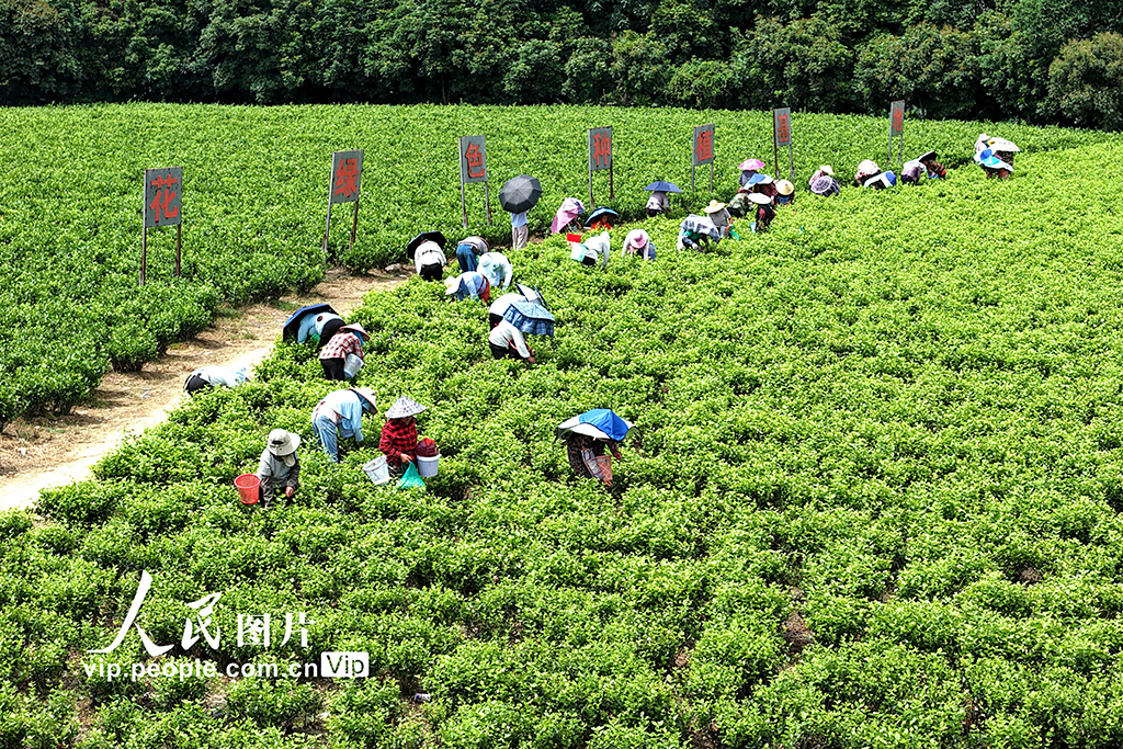福建闽侯：采收茉莉花