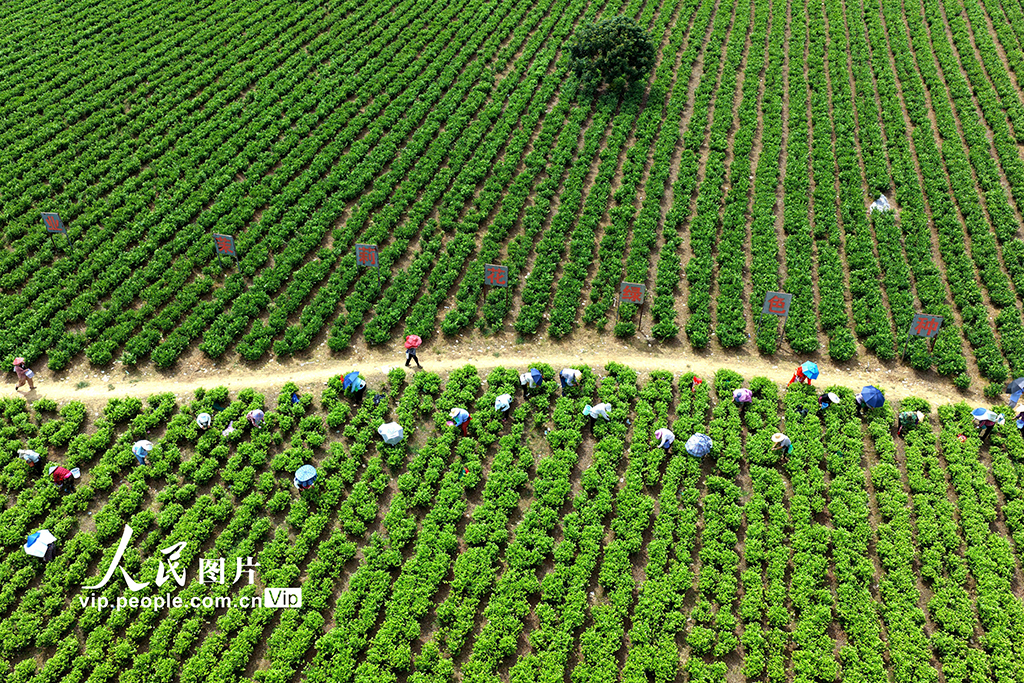 福建闽侯：采收茉莉花【5】