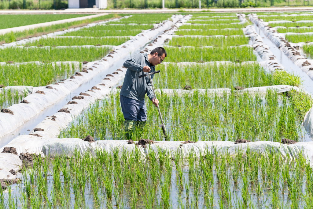 6月18日，在中国水稻研究所北方水稻研究中心的试验田内，科研人员取耕层土样。