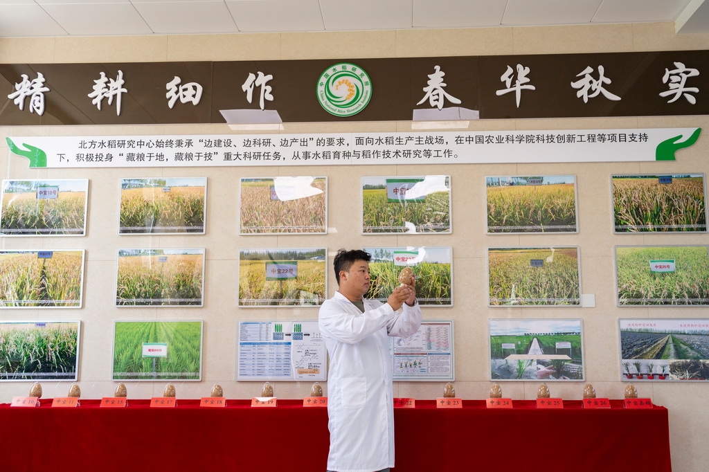 6月18日，在中国水稻研究所北方水稻研究中心，科研人员查看中心自主选育的水稻品系。