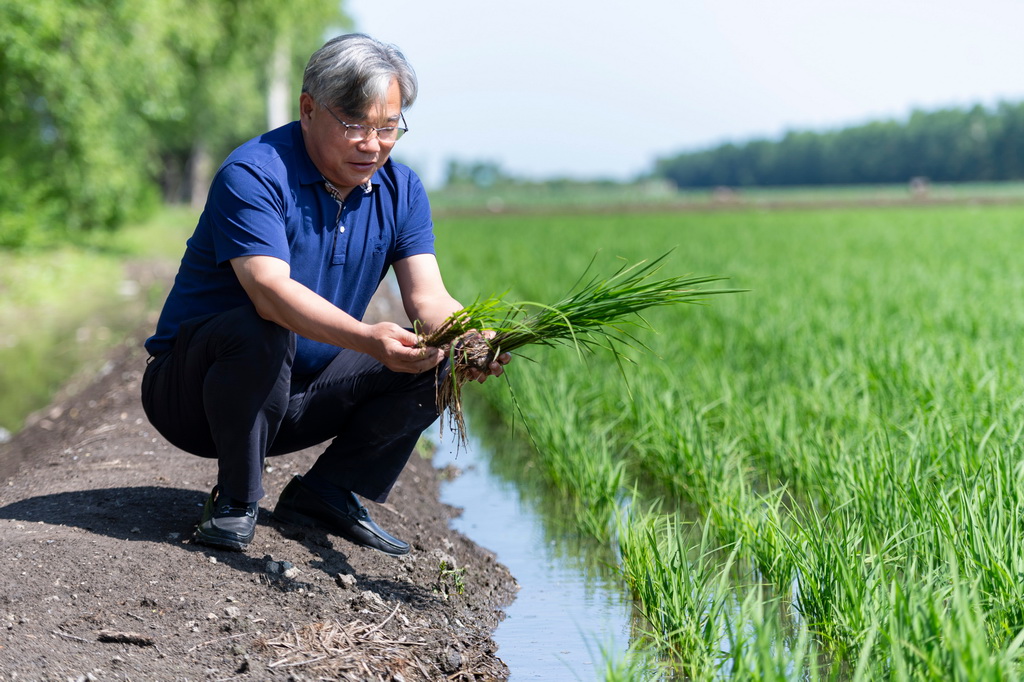 6月18日，在宝清县一片水稻田旁，中国水稻研究所北方水稻研究中心主任曹立勇查看应用寒地水稻秸秆全量原位还田缓释多效综合技术的水稻与普通水稻的长势差别。