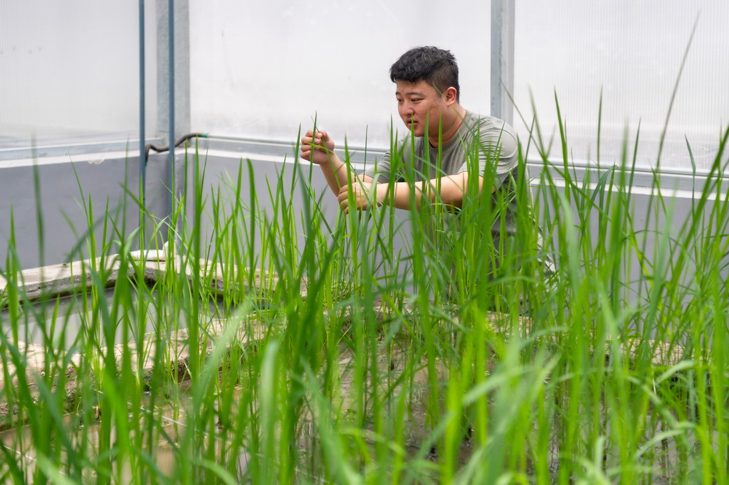 6月18日，在中国水稻研究所北方水稻研究中心的玻璃温室中，科研人员查看杂交水稻亲本的长势。