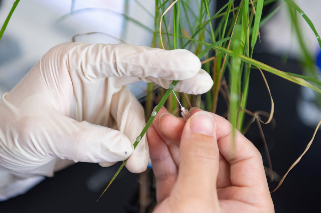 6月18日，在中国水稻研究所北方水稻研究中心，科研人员测试水稻对不同化合物的反应。