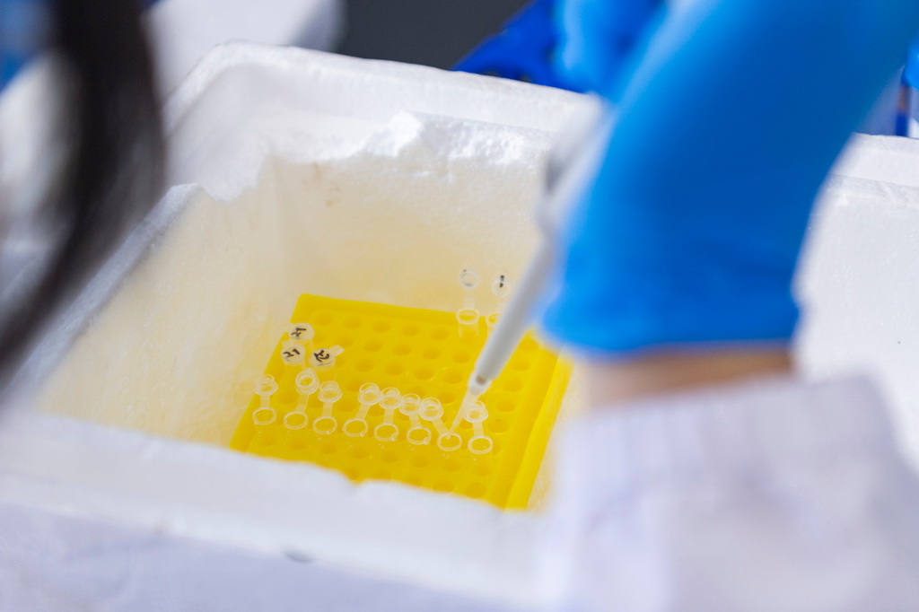 6月18日，在中国水稻研究所北方水稻研究中心，科研人员进行水稻相关基因克隆实验。