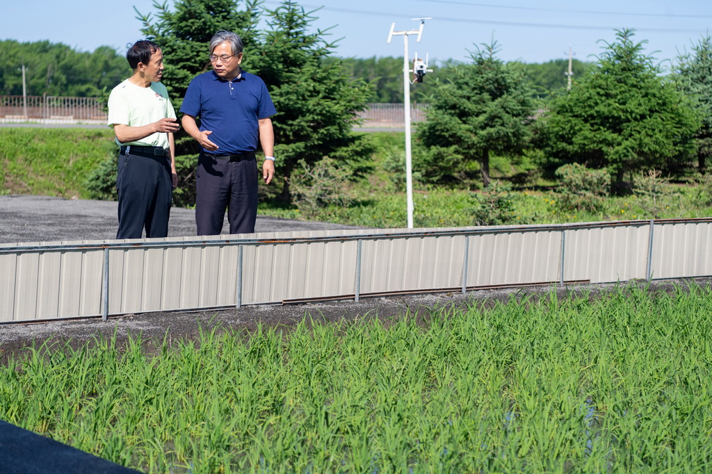 6月18日，在宝清县一片水稻田旁，中国水稻研究所北方水稻研究中心主任曹立勇（右）和当地农场职工交流寒地水稻秸秆全量原位还田缓释多效综合技术应用情况。