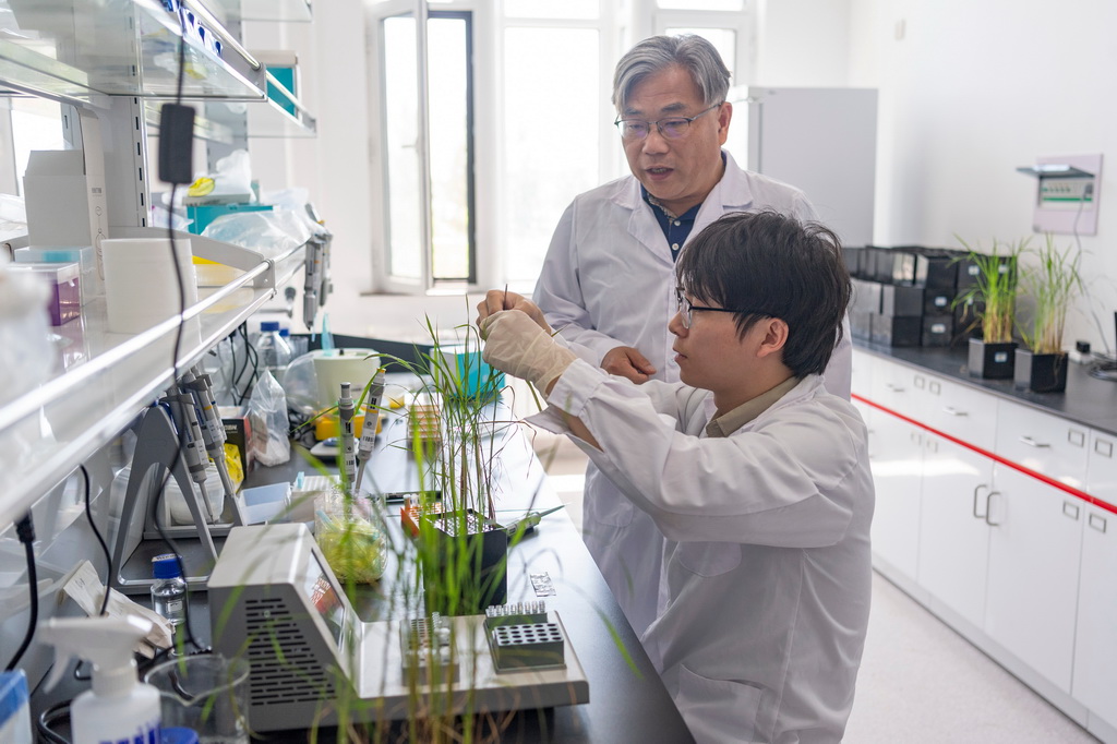 6月18日，在中国水稻研究所北方水稻研究中心，中心主任、研究员曹立勇（后）指导科研人员测试水稻对不同化合物的反应。