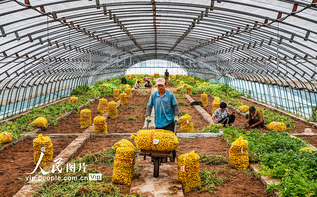 山东乐陵：马铃薯原原种喜获丰收【2】