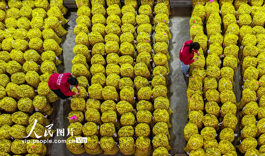 山东乐陵：马铃薯原原种喜获丰收【4】