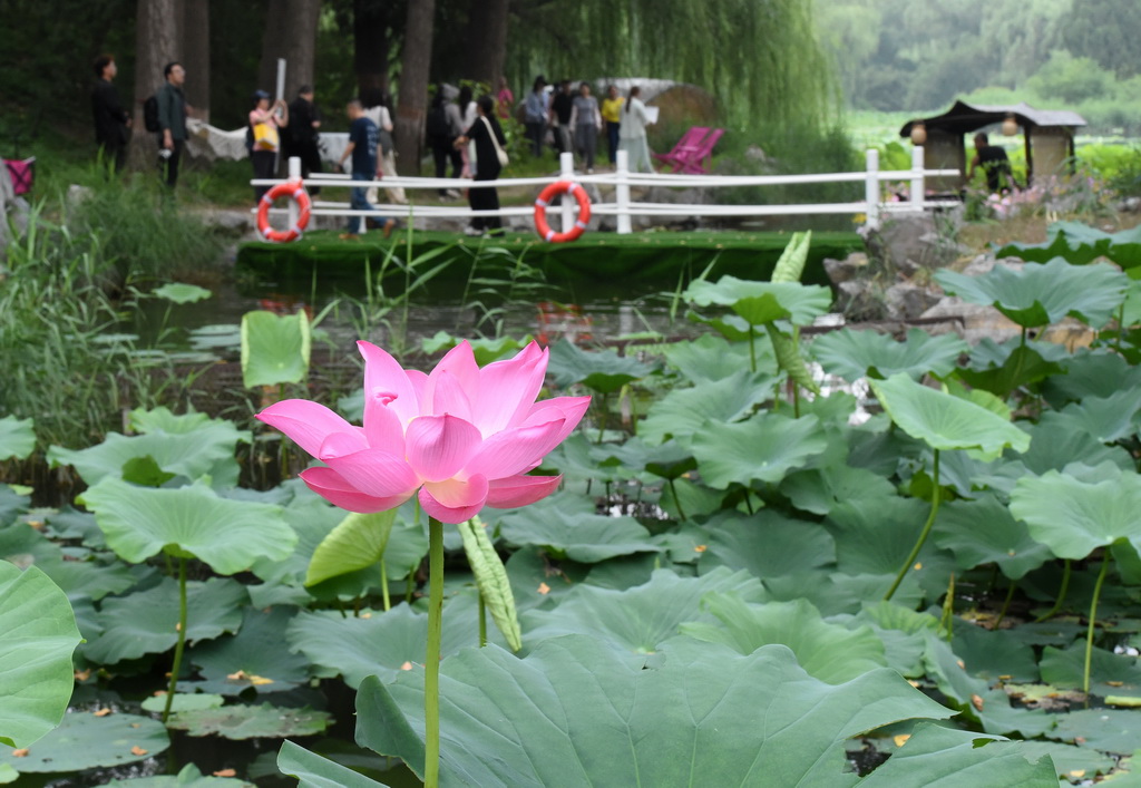 圆明园第三十届荷花节开幕