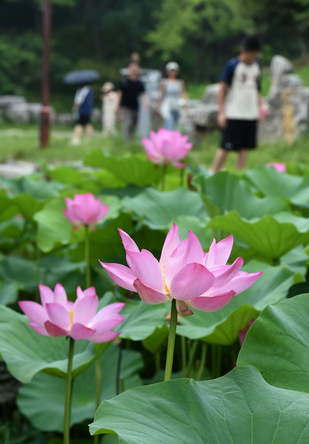 6月28日，游客在圆明园游玩赏荷。