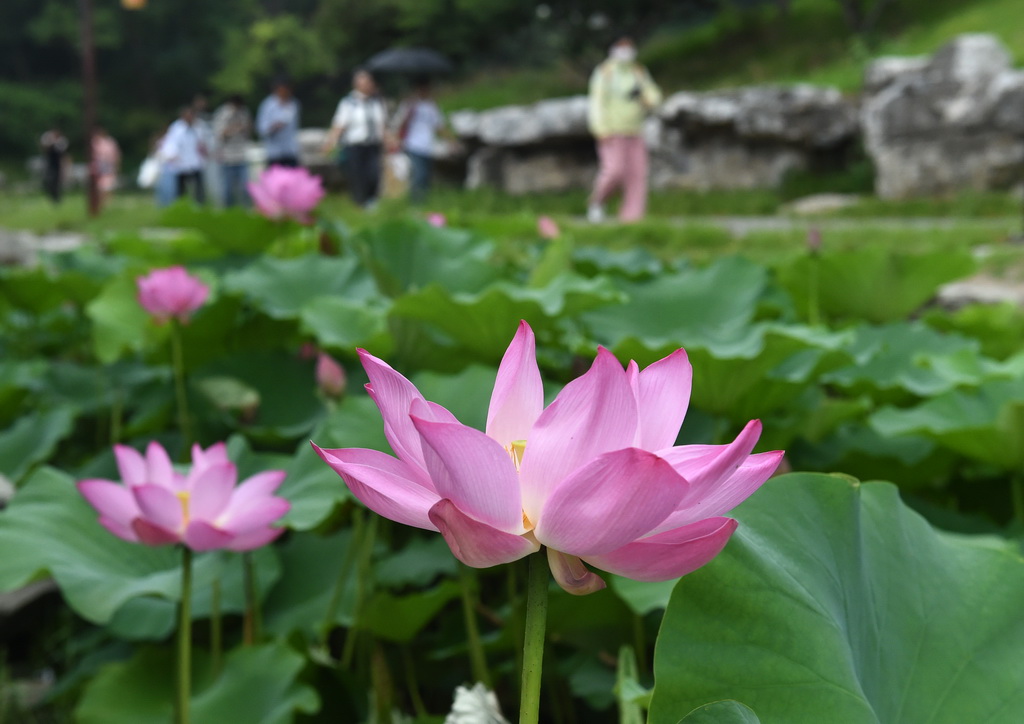 6月28日，游客在圆明园游玩赏荷。