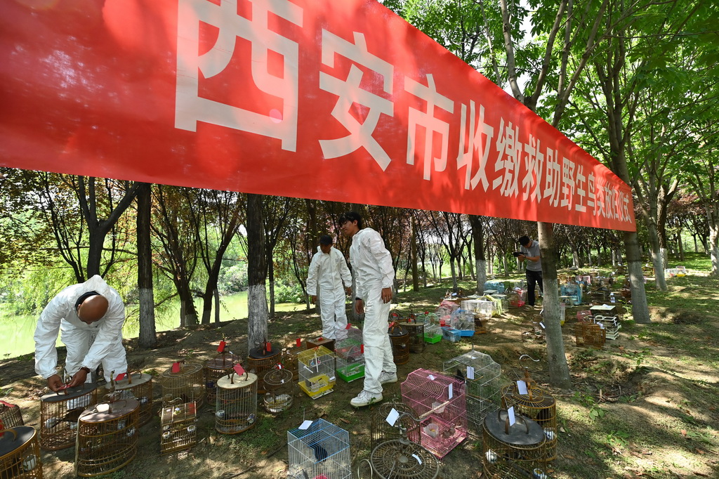 西安：放飞野生鸟类回归自然
