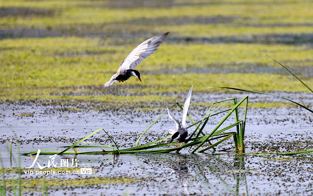 2025年6月11日，江苏省宿迁市沭阳县陇集镇万亩生态农业示范园，灰翅浮鸥在虾田间觅食、嬉戏、飞翔。张良摄（人民图片网）