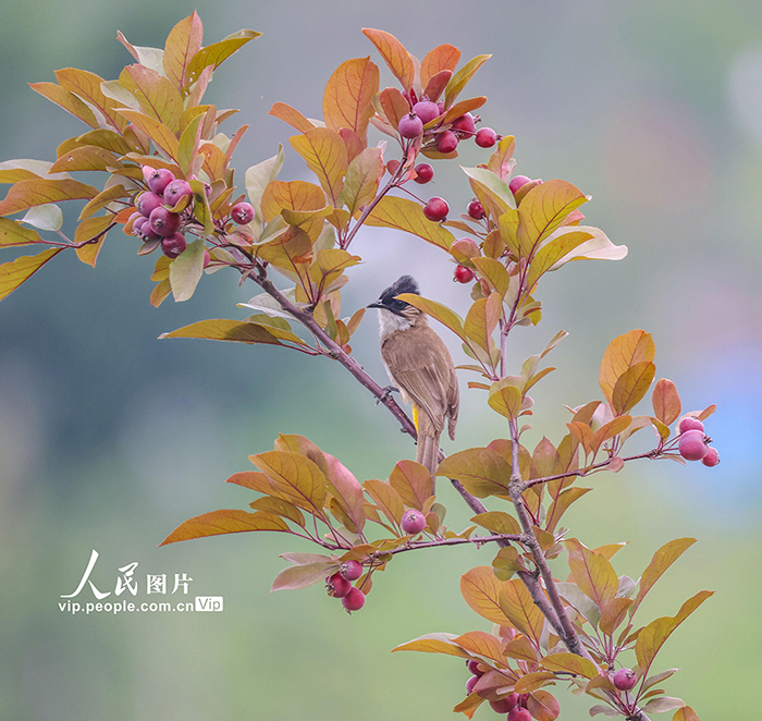 2025年6月6日，重庆市巫山县宁江渡公园，黄殿鹎在林中嬉戏、觅食。冯光伦摄（人民图片网）