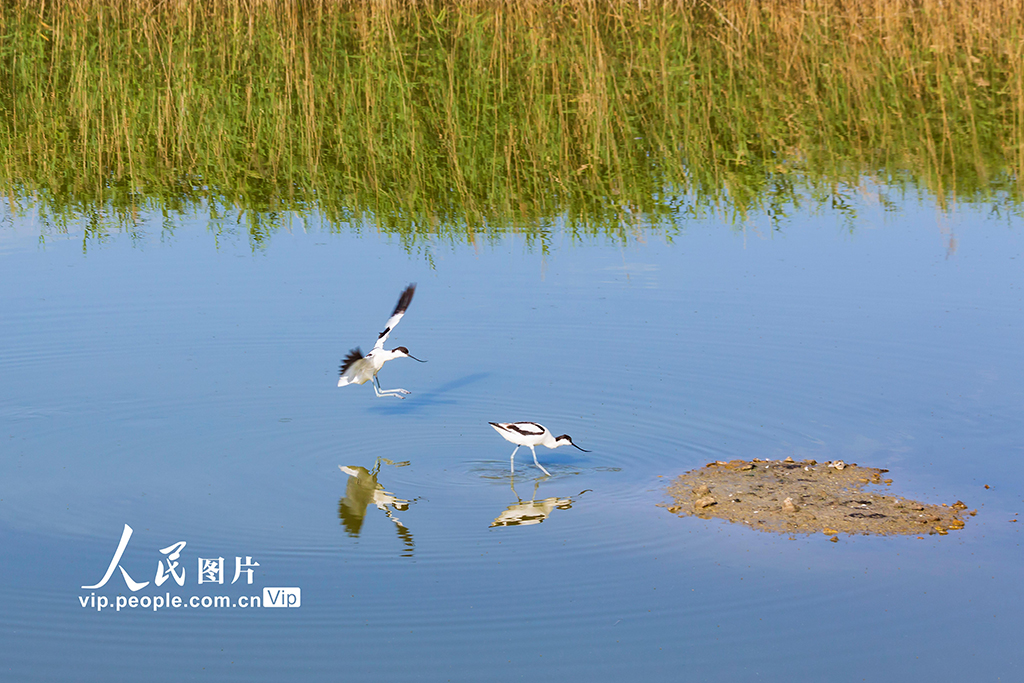 2025年6月5日，反嘴鹬正在山西省运城市千年盐湖里嬉戏觅食。姜桦摄（人民图片网）