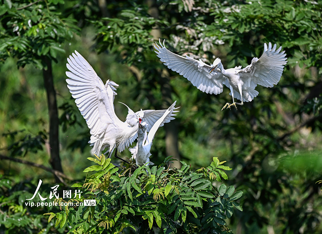 2025年6月4日，在四川省眉山市仁寿县宝飞镇清水河段，白鹭正在育雏喂食。潘帅摄（人民图片网）