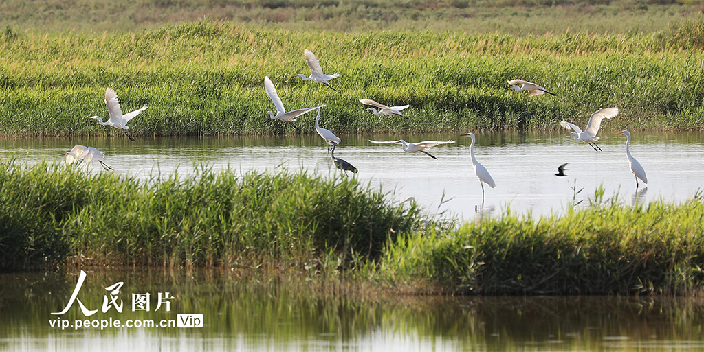 2025年5月22日，白鹭在新疆吐鲁番艾丁湖湿地飞翔。刘健摄（人民图片网）