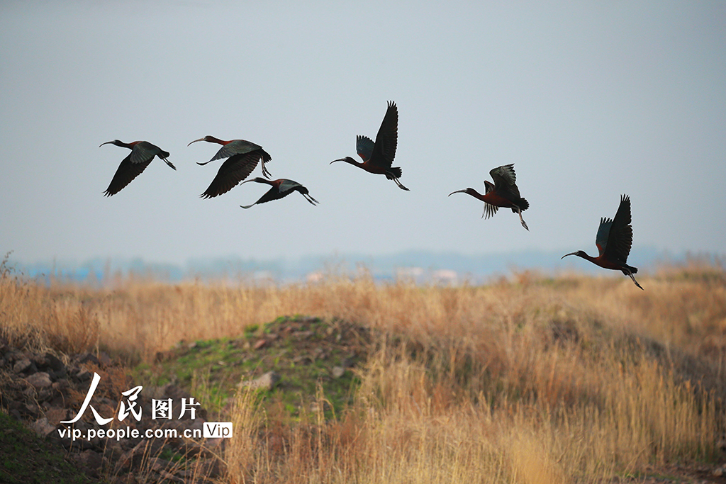 2025年4月18日，彩鹮在山东省青岛市即墨区田横镇滩涂湿地的天空上飞翔。梁孝鹏摄（人民图片网）