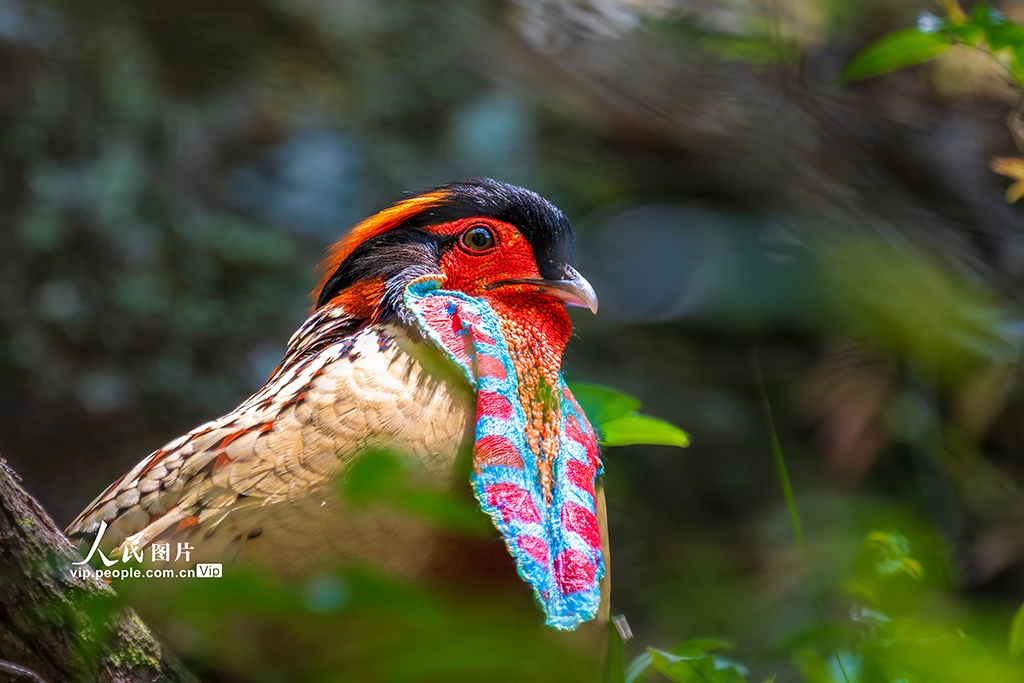 2025年4月5日，福建省宁德市屏南县双溪镇峭顶村的树木间，黄腹角雉雄鸟在炫出它难得一见的绚丽肉裙，向雌鸟示爱。郑培銮摄（人民图片网）