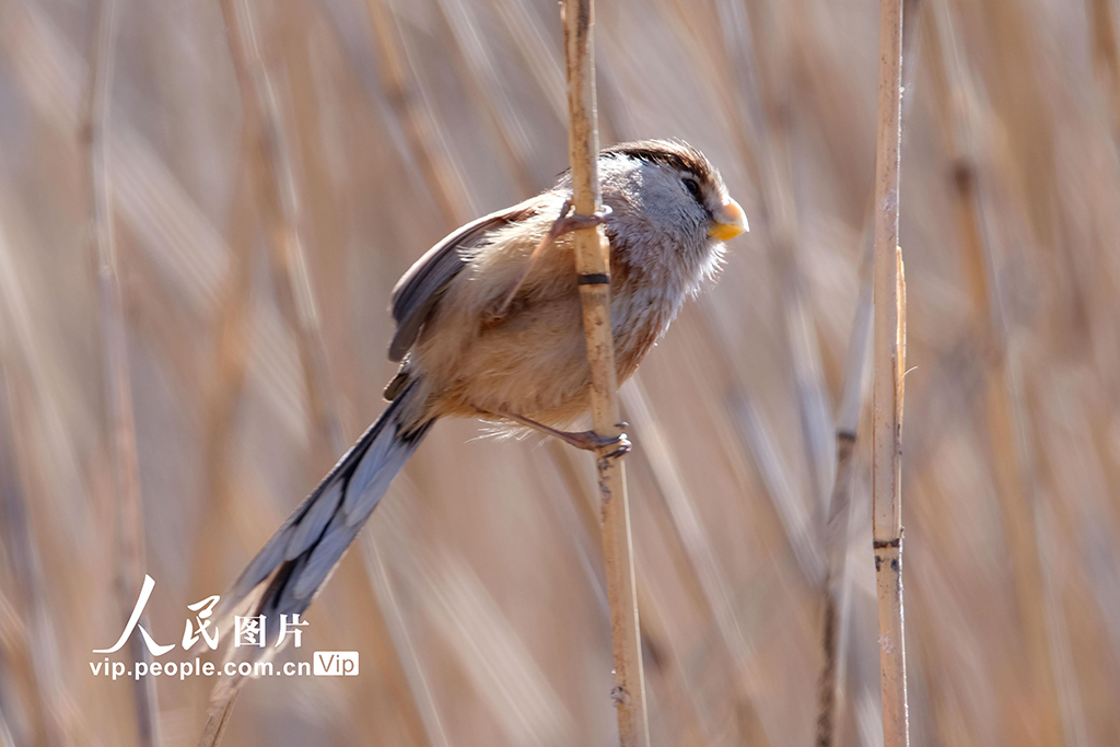 2025年2月20日，震旦鸦雀在北京奥林匹克森林公园嬉戏、觅食，吸引了众多摄影爱好者前来拍摄。郭俊锋摄（人民图片网）