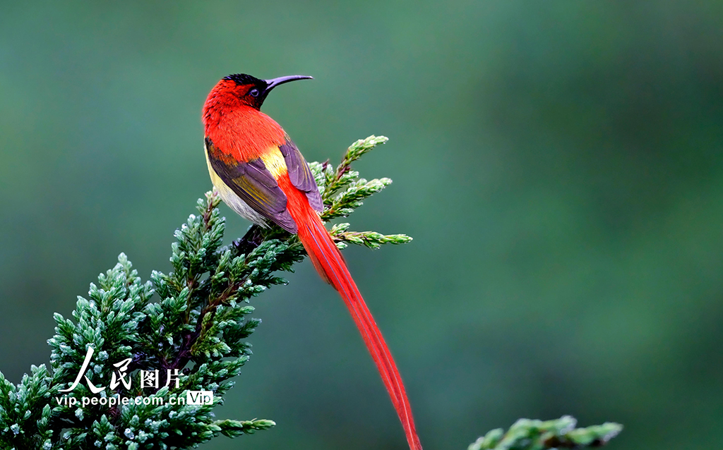 2025年5月31日，云南省昆明市禄劝彝族苗族自治县轿子山，火尾太阳鸟在树上休憩。陆忠摄（人民图片网）