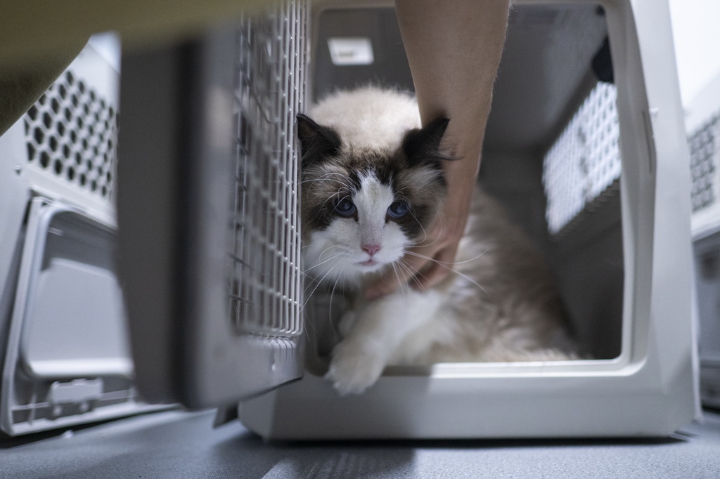 7月1日，一只宠物猫被旅客放进专用宠物运输箱内。