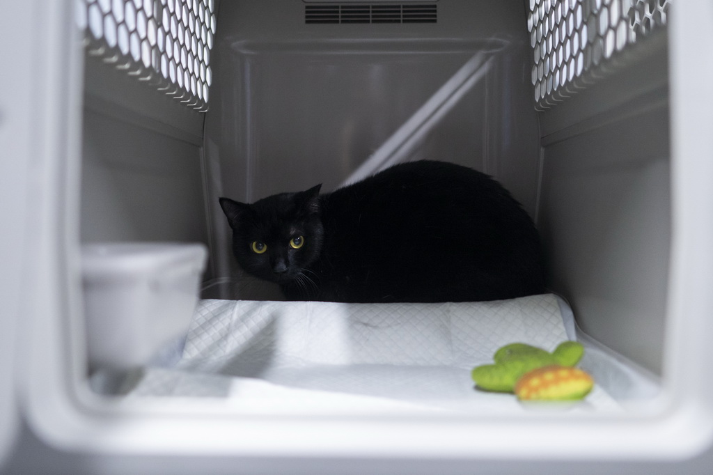 7月1日，一只宠物猫在专用宠物运输箱内。