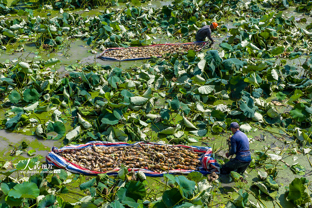 安徽庐江：花香藕 田头香【2】